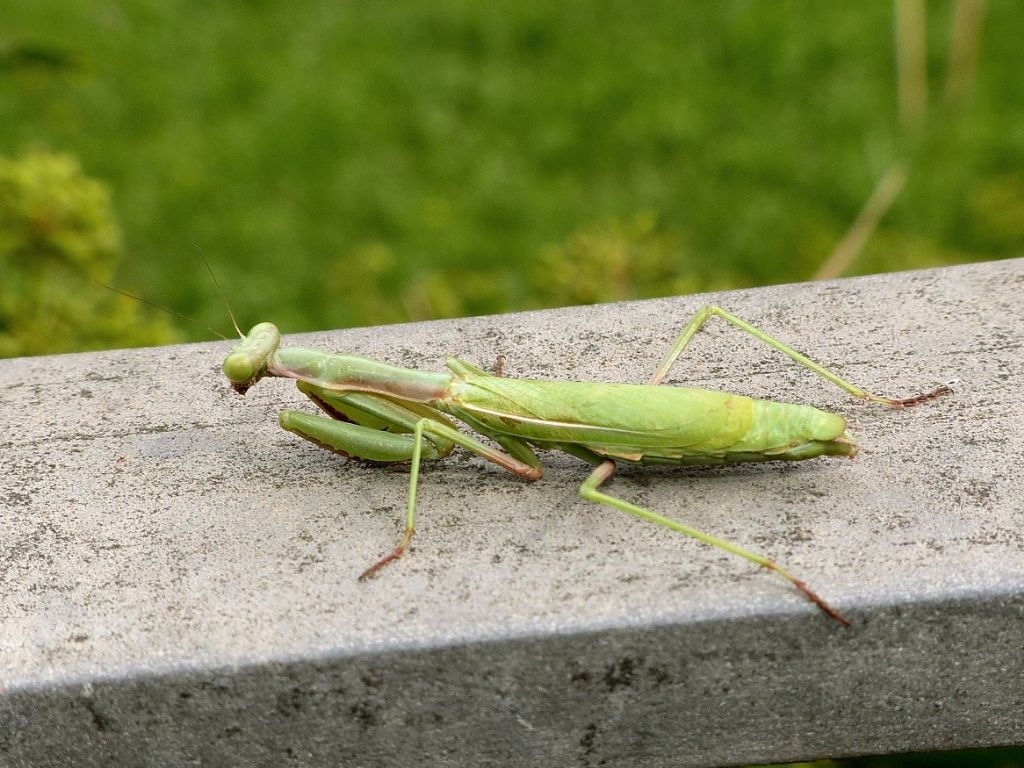 Iris oratoria in posa terrifica